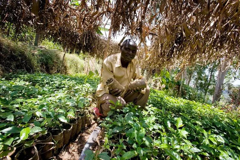 A smallholder farmer working in a green cultivated field