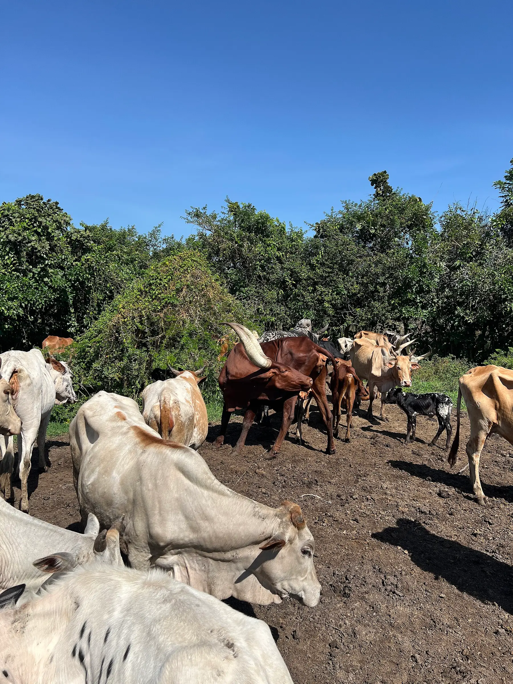 Ankole cattle standing together inside a fenced kraal enclosure