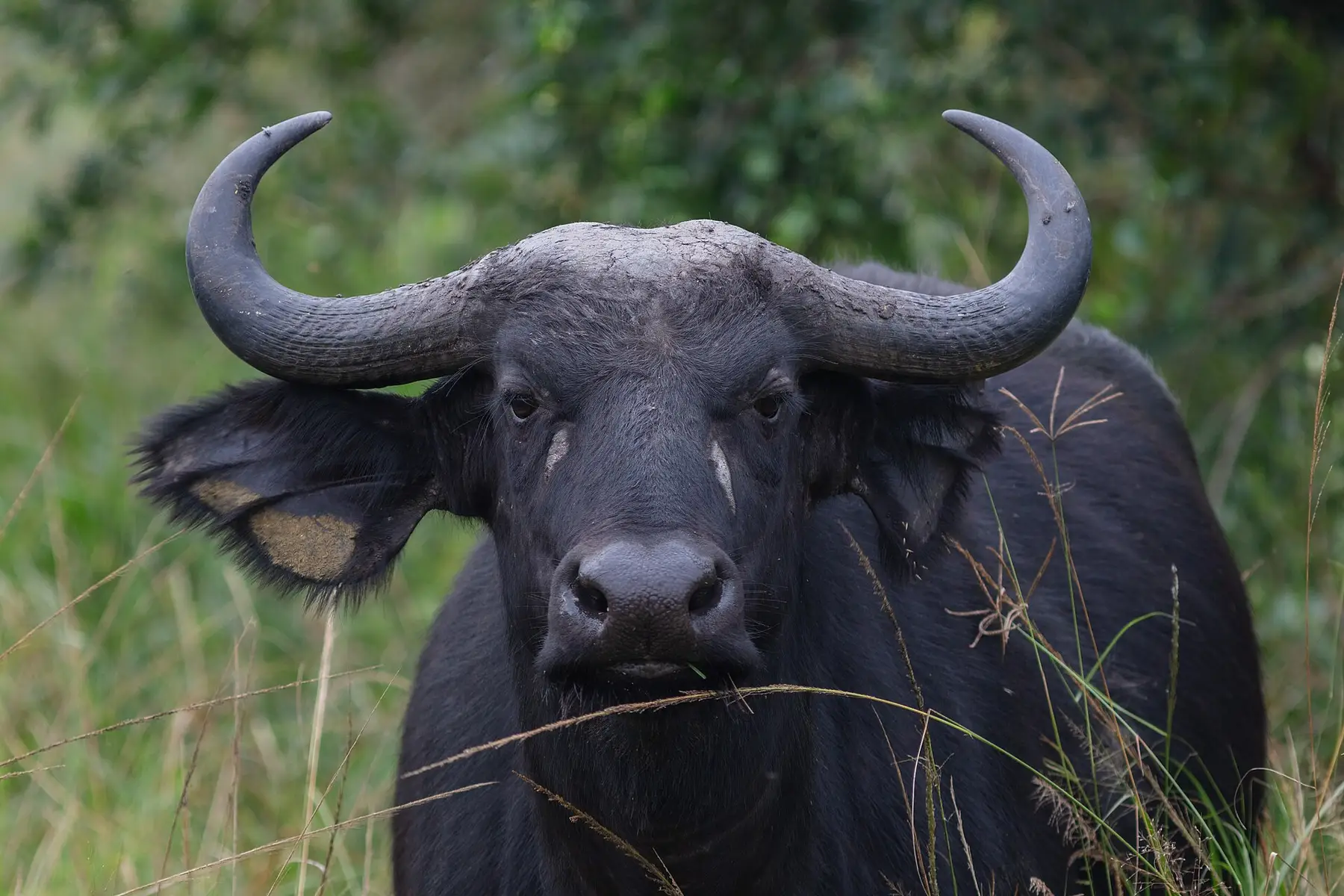 A Cape buffalo standing in grassland in Lake Mburo National Park, Uganda