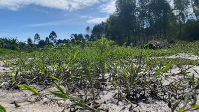 Close view of riverside plants growing along the edge of the River Rwizi