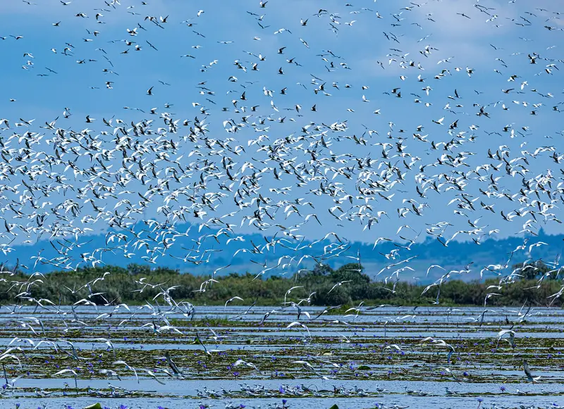 Water birds gathered on the surface of a wetland