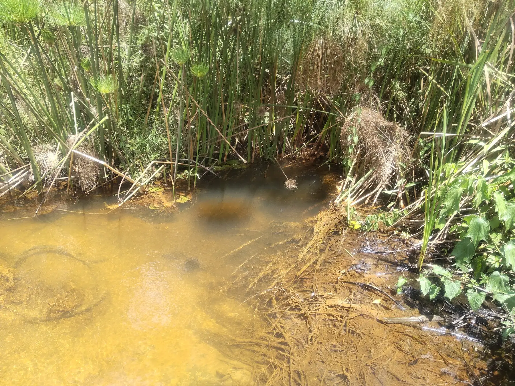 A green wetland area surrounded by grazing land in western Uganda