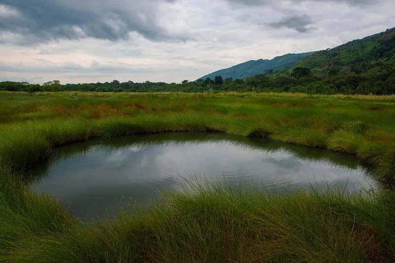 A still pool within a wetland surrounded by dense green vegetation
